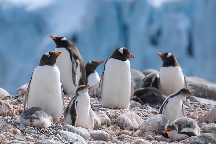 定格冰雪天堂，南極攝影技法全解析插圖6
