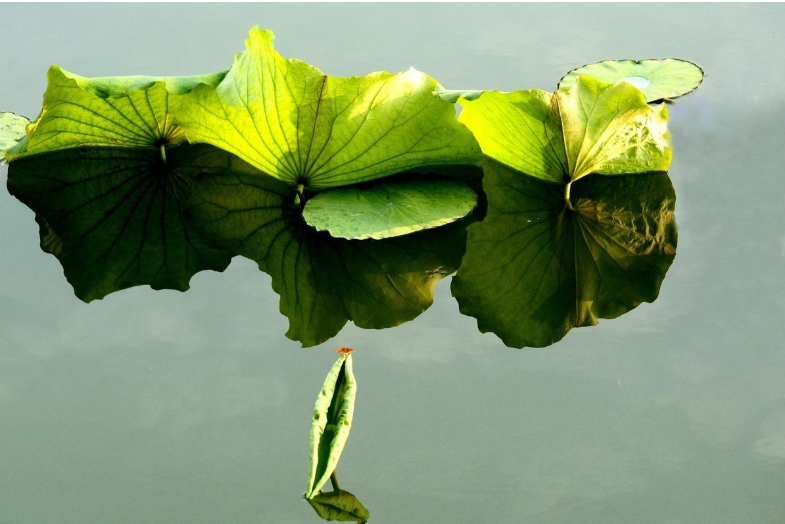 攝影技巧：掌握這7個訣竅，快速提升你的手機攝影技術！插圖1