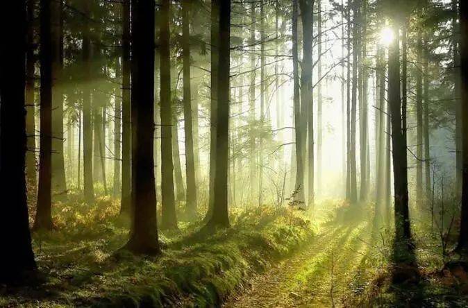 如何把樹林拍成大片？用好這3招！插圖9