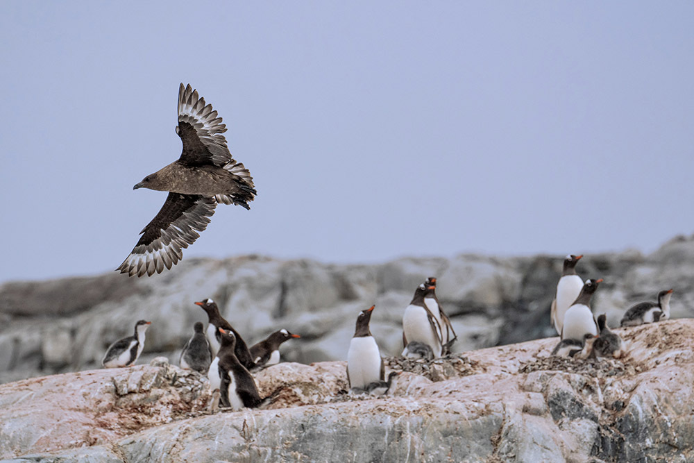 定格冰雪天堂，南極攝影技法全解析插圖9