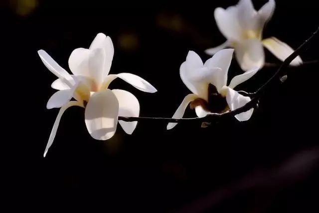 如何拍好暗黑背景的花？這篇文章給你講透了！-無料攝影圈