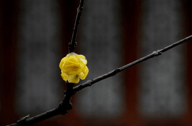 冬日臘梅怎么拍？28張圖例手把手教你！插圖