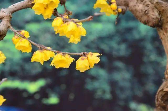 冬日臘梅怎么拍？28張圖例手把手教你！插圖21