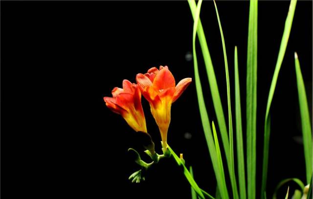 如何拍好暗黑背景的花？這篇文章給你講透了！插圖16