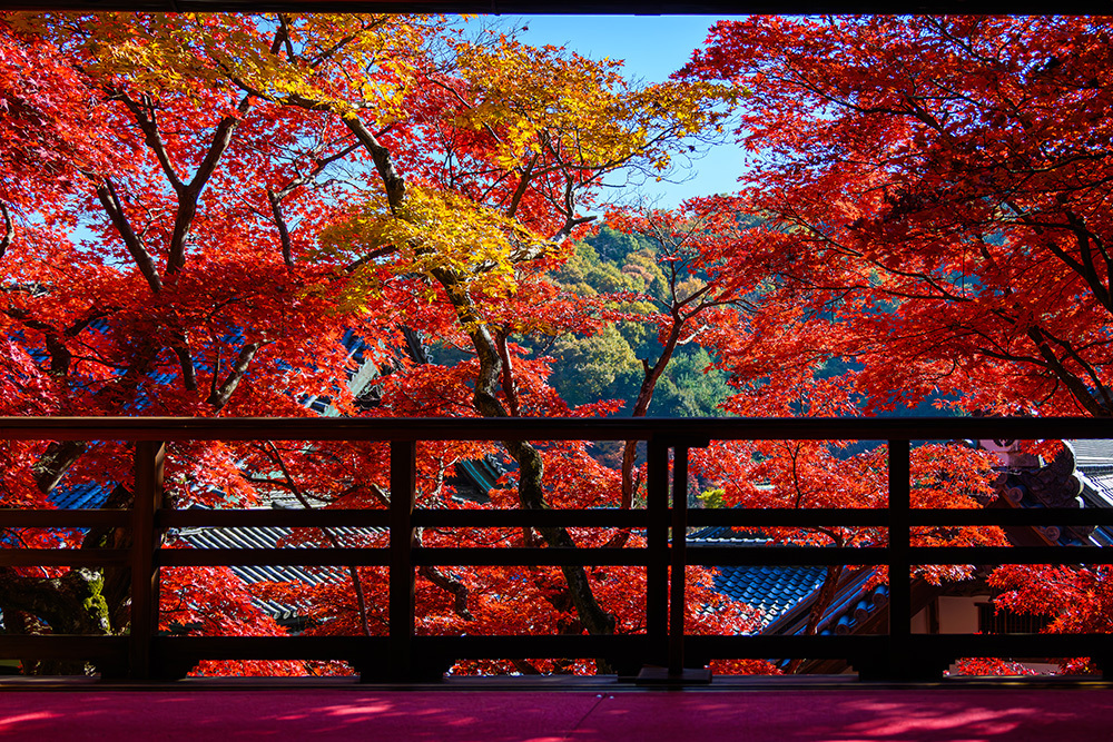 探尋京都紅葉圣地，做一場光怪陸離的夢插圖4