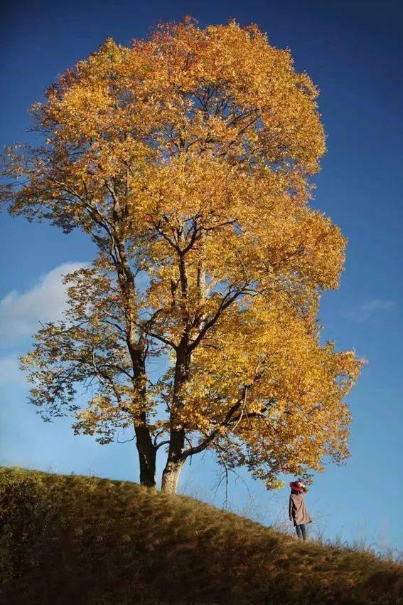 豎構圖，視覺沖擊力竟然可以這么大！插圖8