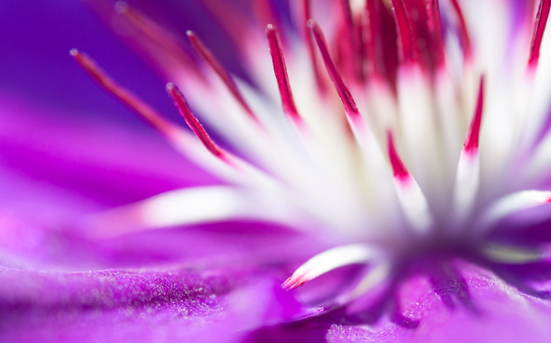 攝影技巧：新手如何拍出“屏保級”花卉照片插圖2