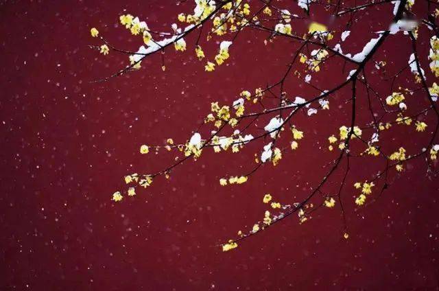 冬日臘梅怎么拍？28張圖例手把手教你！插圖16