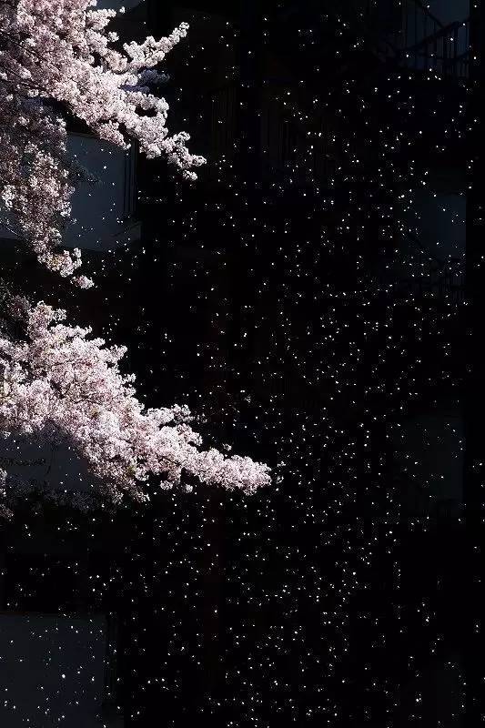 如何拍好暗黑背景的花？這篇文章給你講透了！插圖8