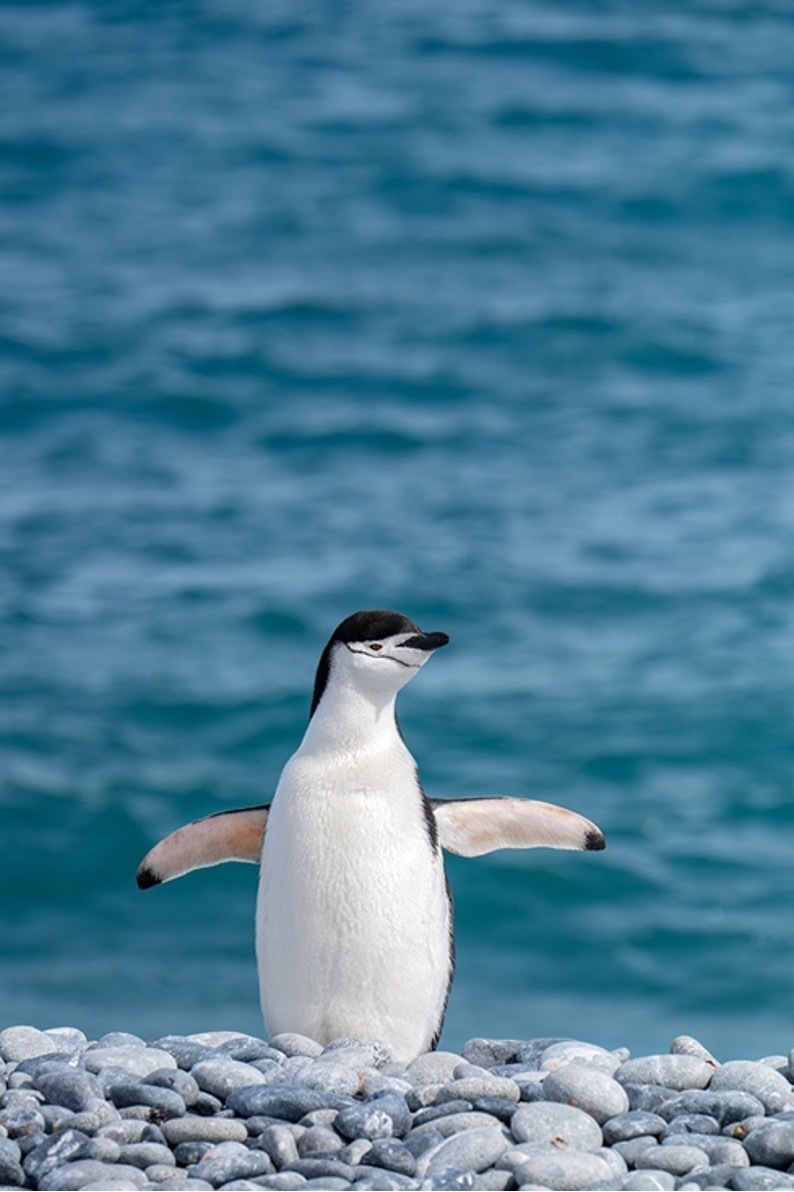 定格冰雪天堂，南極攝影技法全解析插圖8