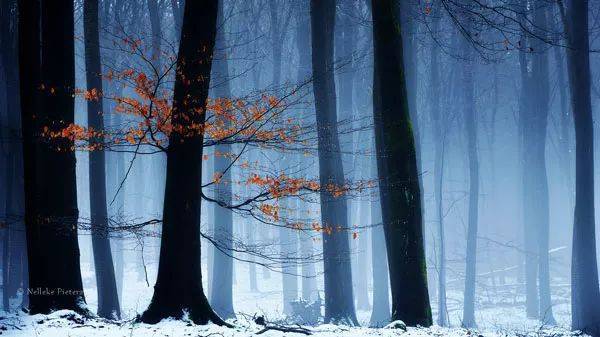 如何把樹林拍成大片？用好這3招！插圖21