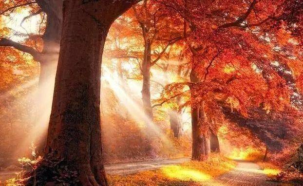 如何把樹林拍成大片？用好這3招！插圖17