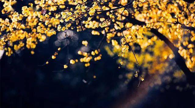 冬日臘梅怎么拍？28張圖例手把手教你！插圖2