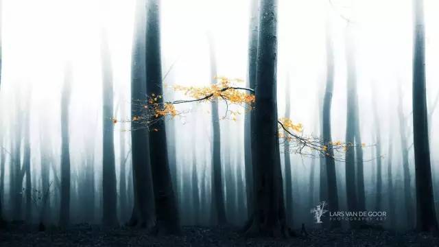 如何把樹林拍成大片？用好這3招！插圖23