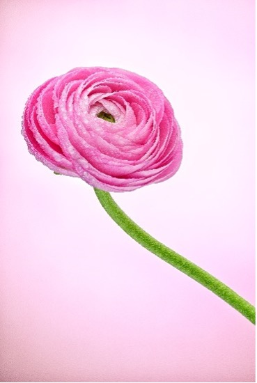 尼康發(fā)布全畫幅微單相機尼康 Z8 的固件更新 3.00 版-無料攝影圈