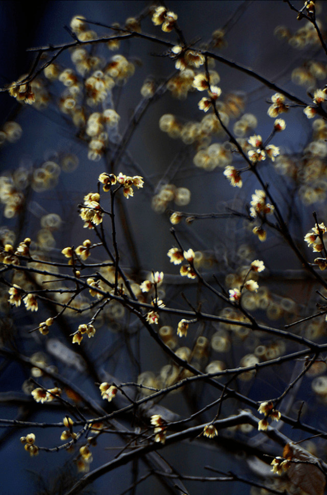 冬日臘梅怎么拍？28張圖例手把手教你！插圖26