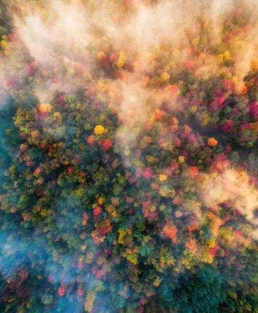 如何把樹林拍成大片？用好這3招！插圖2