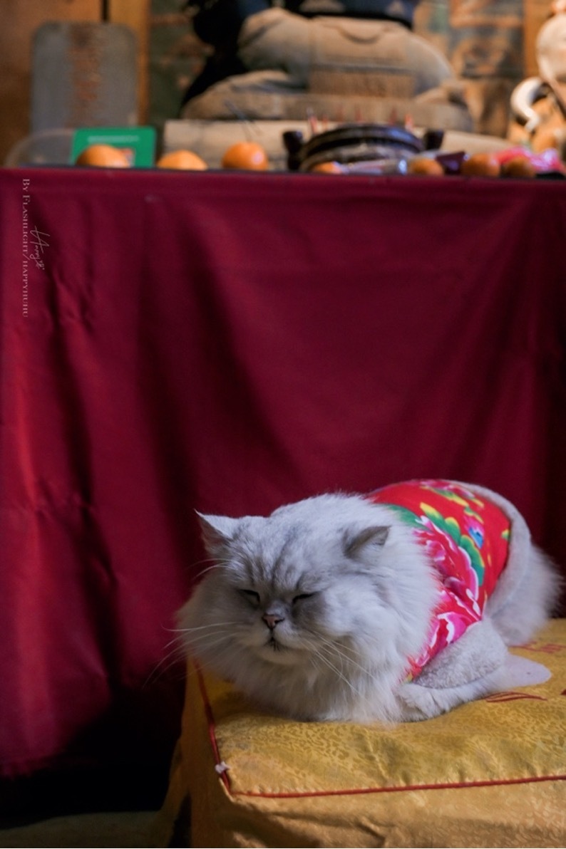 用尼康Z30定格超帶感的街拍大片！插圖16