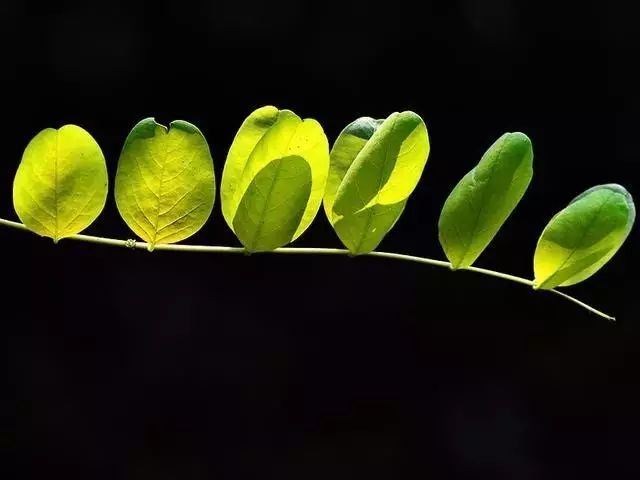 如何拍好暗黑背景的花？這篇文章給你講透了！插圖1