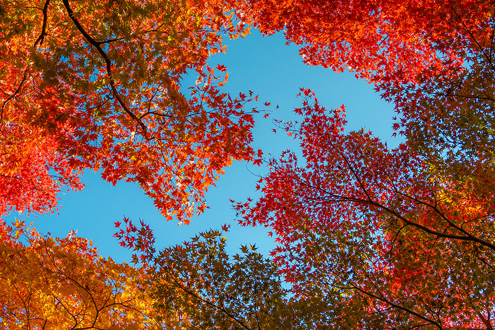 探尋京都紅葉圣地，做一場光怪陸離的夢插圖2