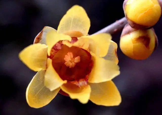 冬日臘梅怎么拍？28張圖例手把手教你！插圖1