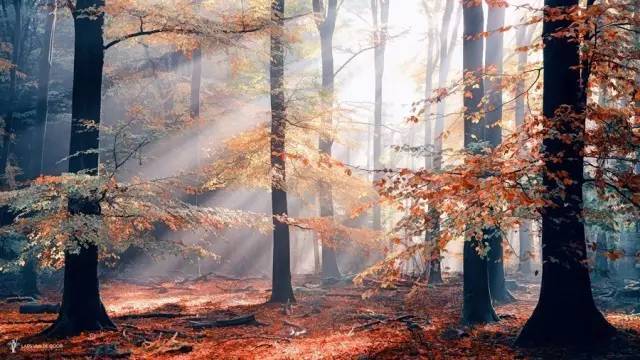 如何把樹林拍成大片？用好這3招！插圖22