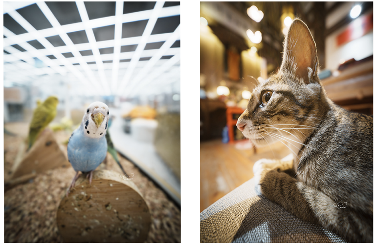 新品｜索尼藍(lán)牙拍攝手柄和遙控器、影石Flow 2 穩(wěn)定器和麥克風(fēng)、老蛙12mmF2.8插圖14