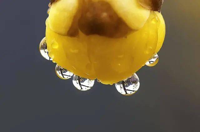 冬日臘梅怎么拍？28張圖例手把手教你！插圖5