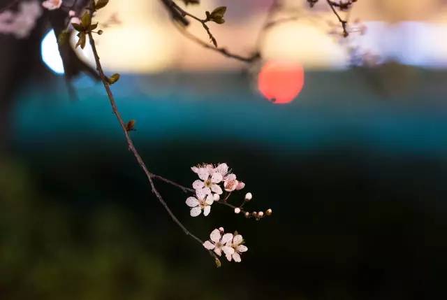 如何拍好暗黑背景的花？這篇文章給你講透了！插圖7