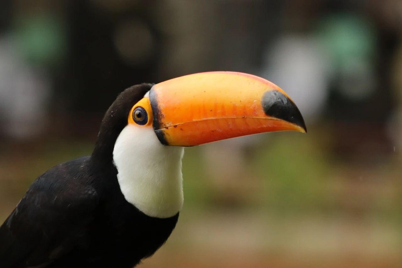 佳能發(fā)布 RF 75-300MM F4-5.6鏡頭插圖6