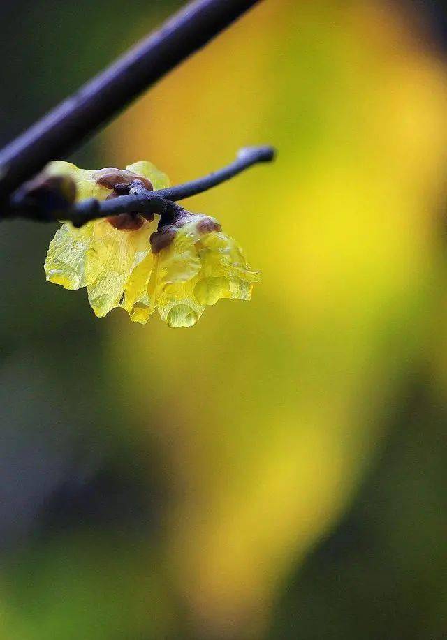 冬日臘梅怎么拍？28張圖例手把手教你！插圖13