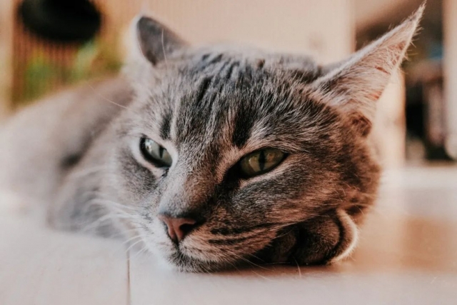 富士膠片推出 “富士龍鏡頭 XF23mmF2.8 R WR”插圖5