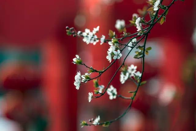 如何拍好暗黑背景的花？這篇文章給你講透了！插圖12