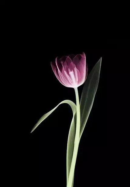 如何拍好暗黑背景的花？這篇文章給你講透了！插圖4