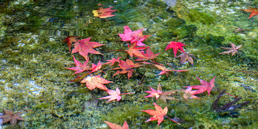 探尋京都紅葉圣地，做一場光怪陸離的夢插圖7