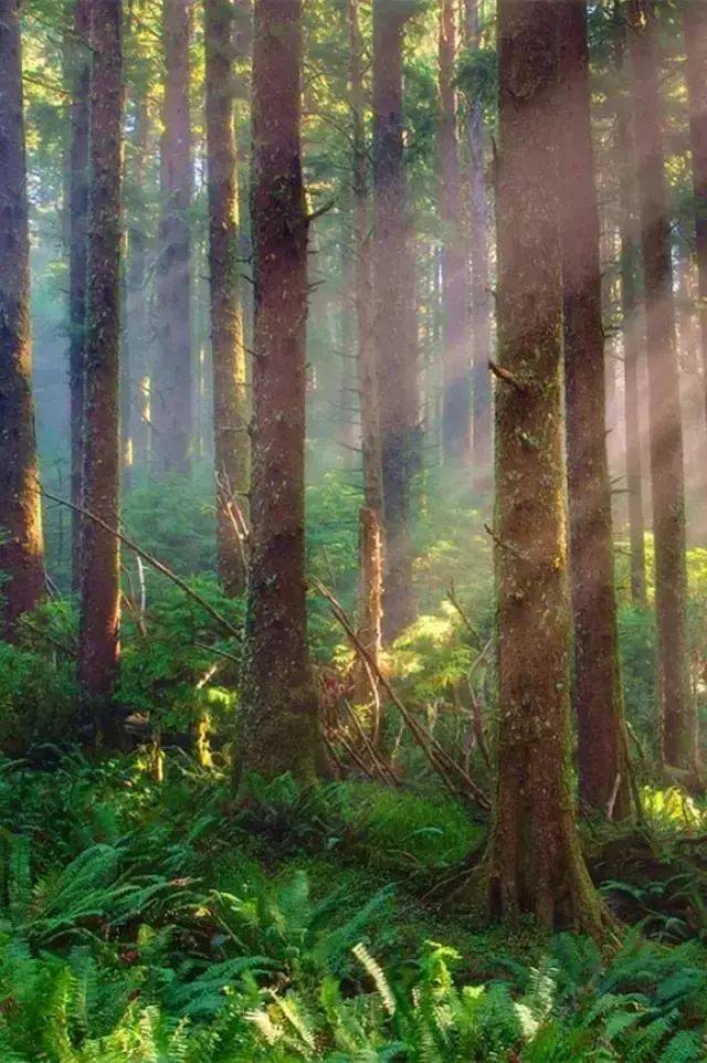 如何把樹林拍成大片？用好這3招！插圖10