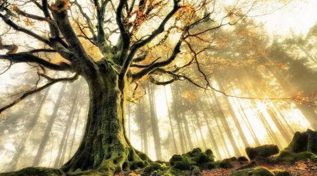 如何把樹林拍成大片？用好這3招！插圖16