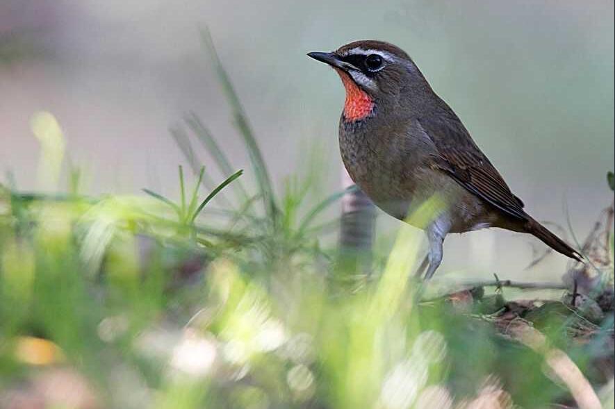 生態(tài)攝影的“造型技法”-無料攝影圈