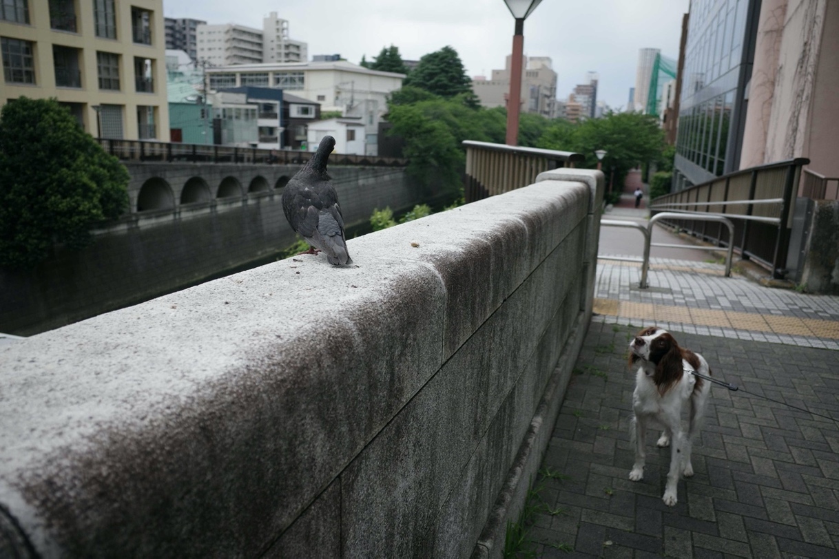 理光高端便攜系列新品發布：RICOH GR IV 和小型閃光燈 RICOH GF-2-無料攝影圈