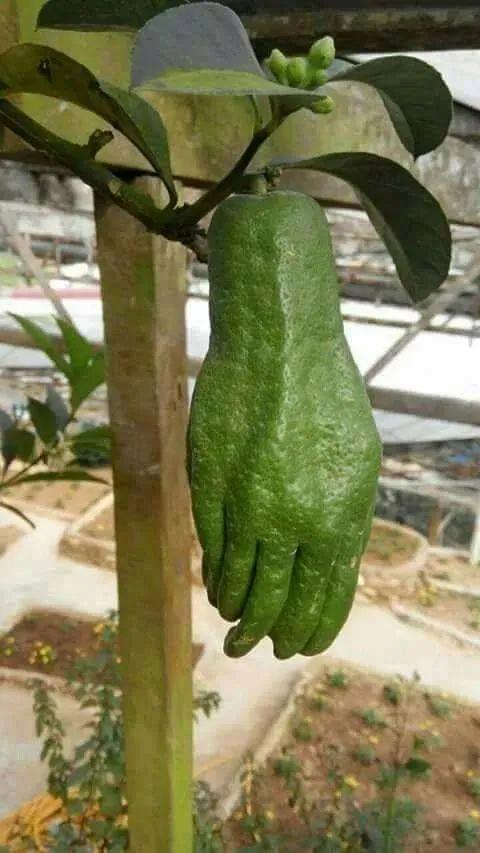 22張照騙，眼見不為實：它們正悄悄揭穿你的思維習慣插圖20