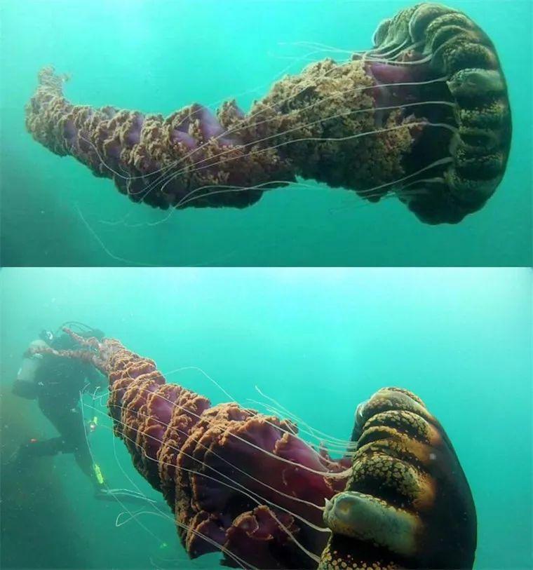 25個世界奇景：人類、動物和地球都在“整活”，看完大開眼界插圖20