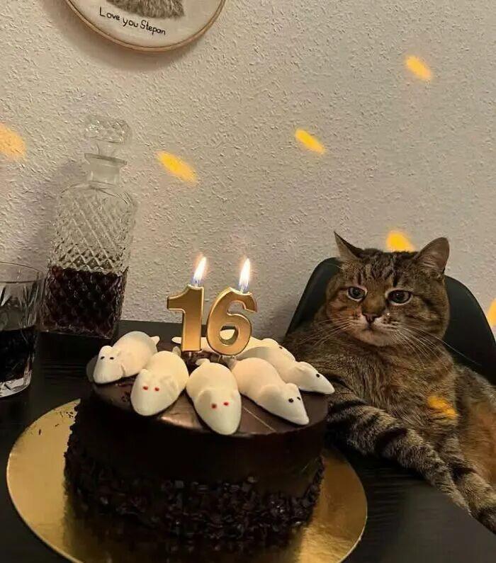 40次貓咪闖入最不合時宜的角落，卻意外戳中人類心底柔軟插圖35