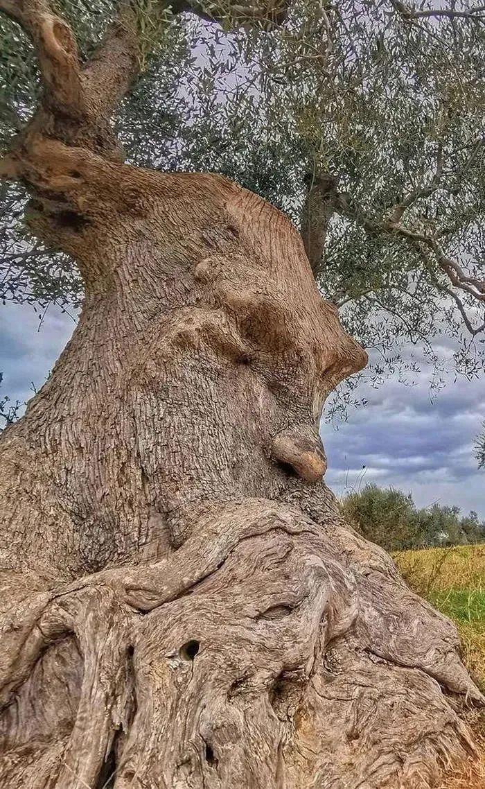 28棵“不正經”的樹：屁股、大長腿、搞笑臉，這屆樹木太會演了！插圖