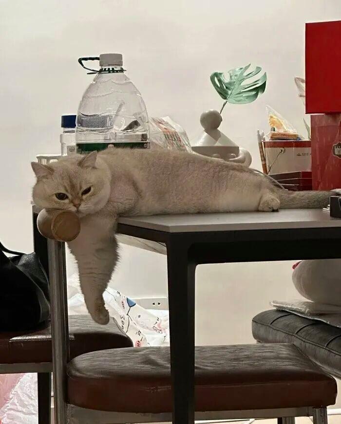 40次貓咪闖入最不合時宜的角落，卻意外戳中人類心底柔軟插圖1