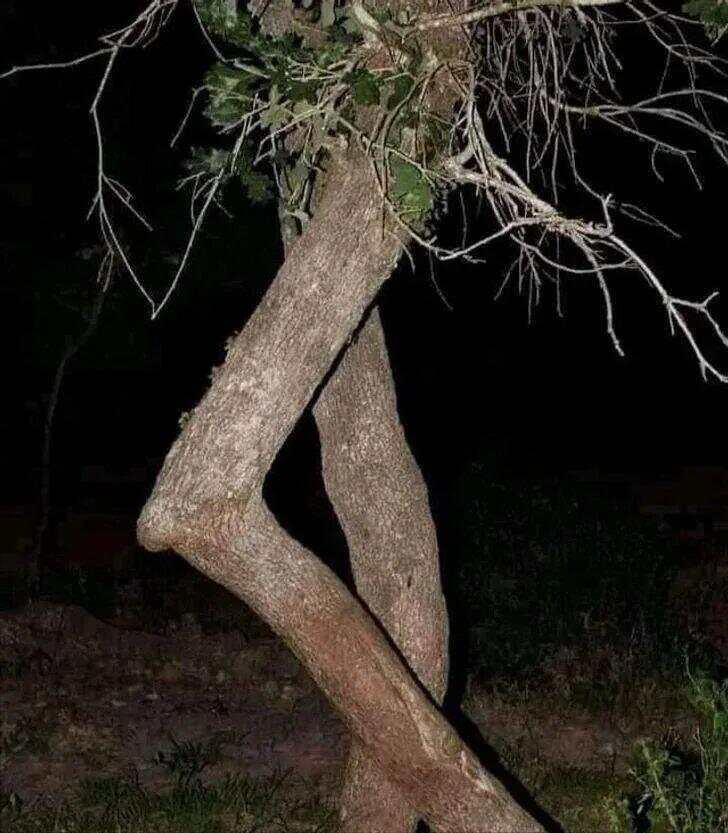 28棵“不正經”的樹：屁股、大長腿、搞笑臉，這屆樹木太會演了！插圖9