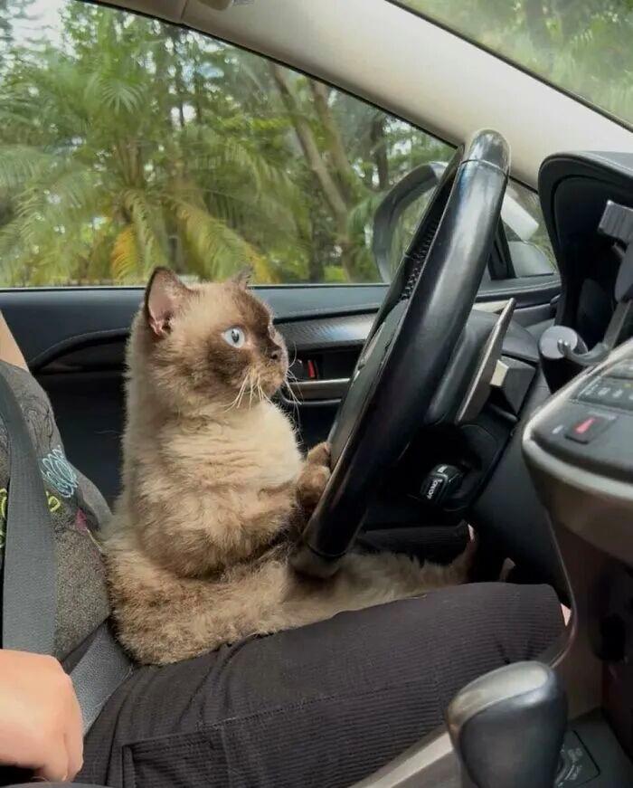 40次貓咪闖入最不合時宜的角落，卻意外戳中人類心底柔軟插圖32