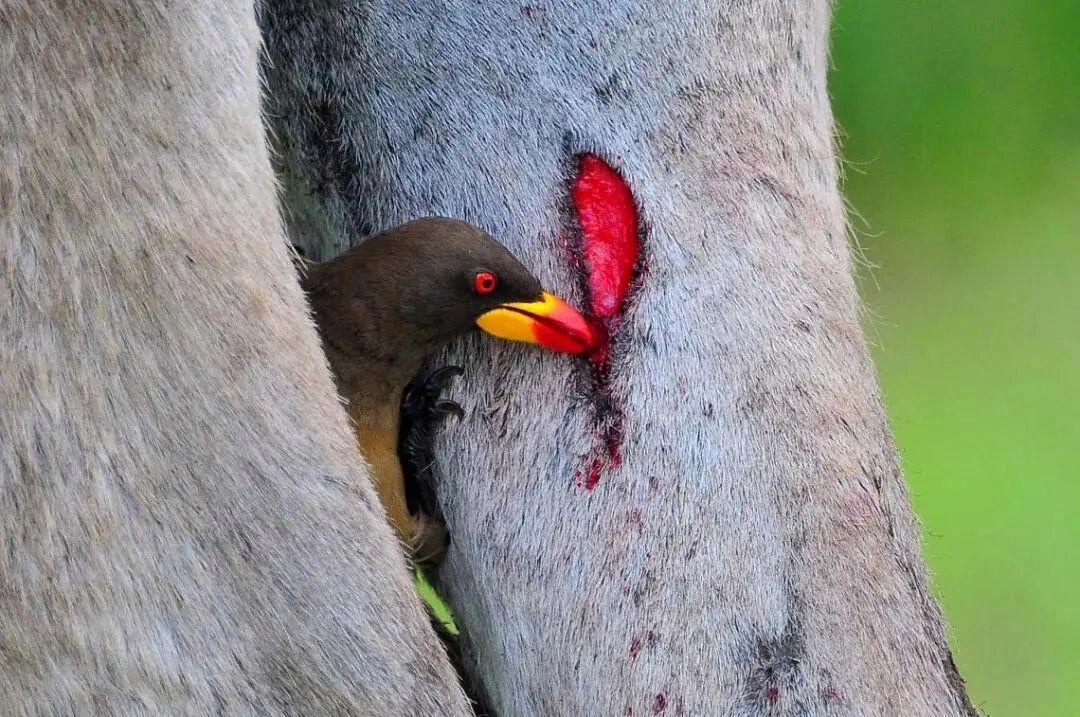25個震撼瞬間：動物們為生存拼命上演的“殘酷真相”插圖20
