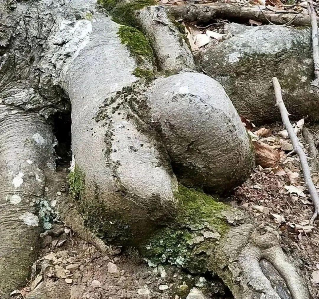 28棵“不正經”的樹：屁股、大長腿、搞笑臉，這屆樹木太會演了！插圖5