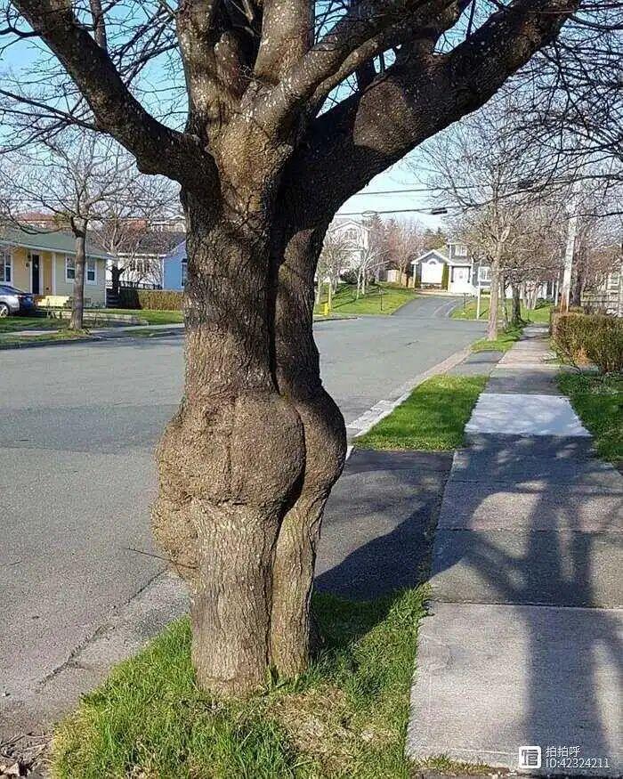 28棵“不正經”的樹：屁股、大長腿、搞笑臉，這屆樹木太會演了！插圖3