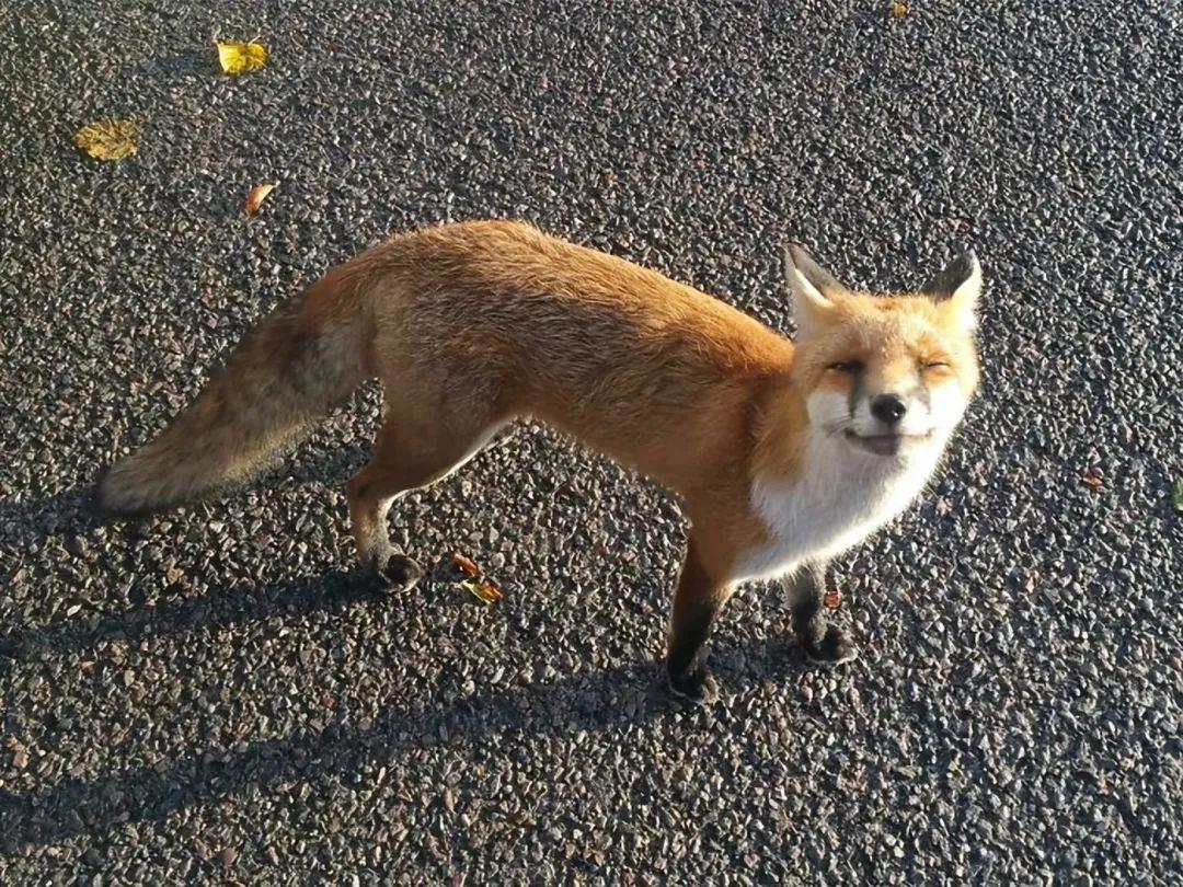 30張健康動物照，暴露了人類不配的溫柔幻覺插圖4